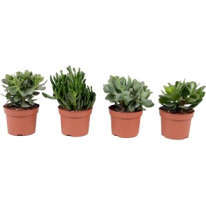 Rôzne druhy tučnolistov (Crassula) v hnedom kvetináči, veľkosť kvetináča cca 12 cm.