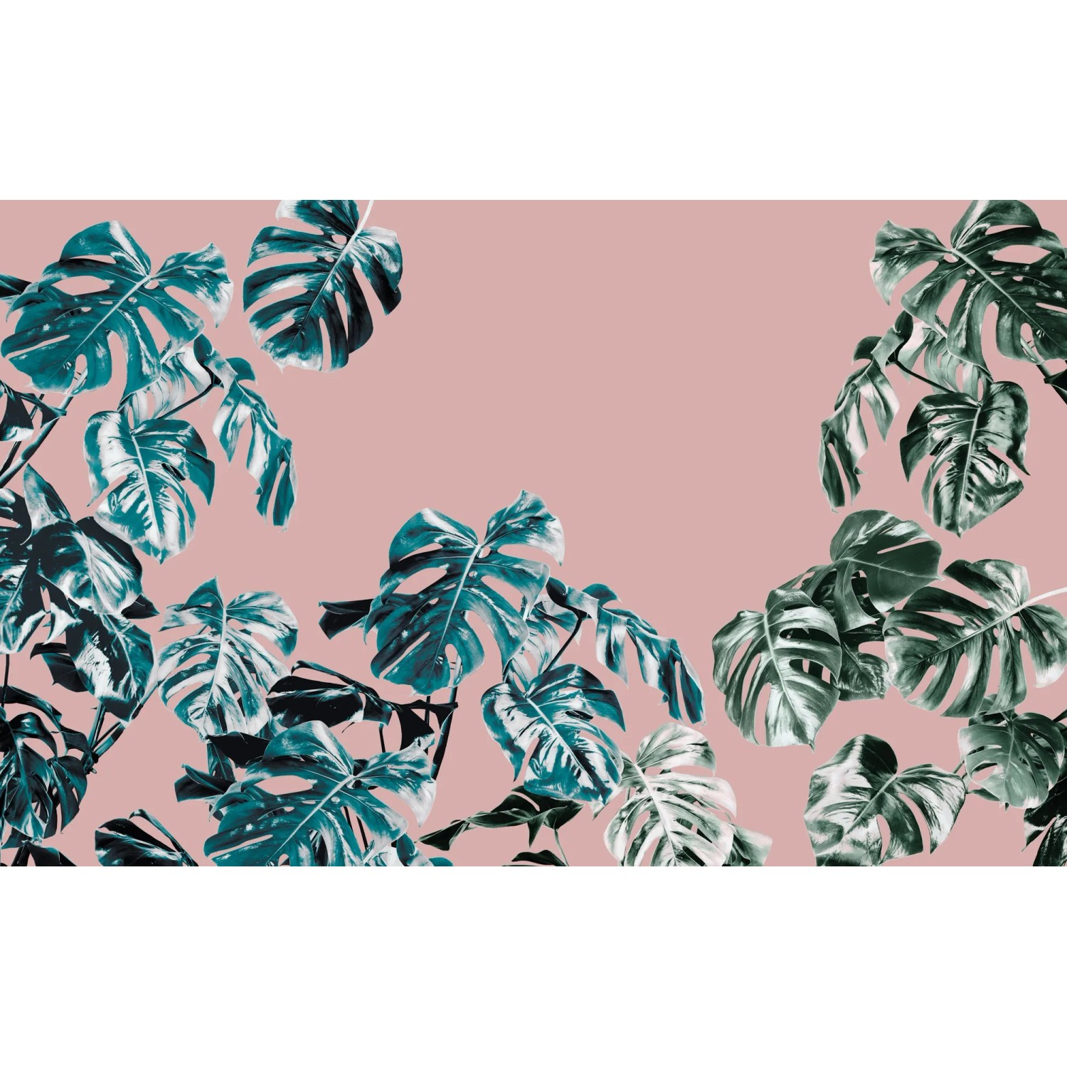 E-shop Komar Vliesová fototapeta Monstera Rosé 400 x 250 cm