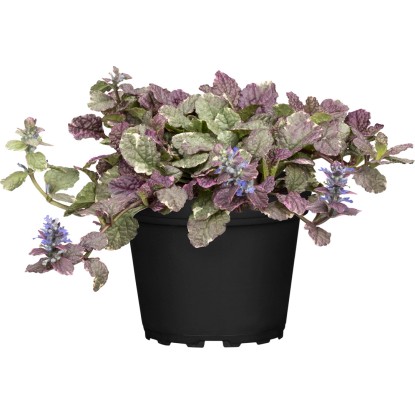 GROW by OBI Zbehovec plazivý, modrý, 10-20 cm, pr. kvet. 12 cm, Ajuga reptans