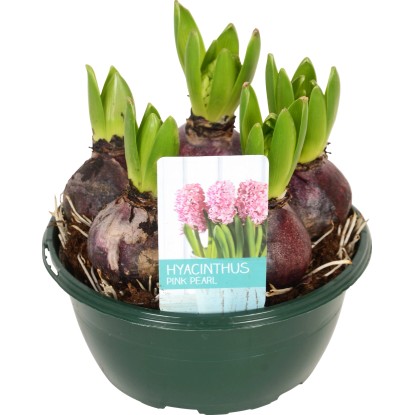 Hyacint (Hyacinthus) "Diamond Collection" Ø kvetináča cca 16 cm ružový