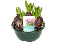Hyacint (Hyacinthus) 