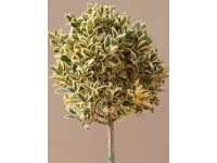 OBI Bršlen japonský 