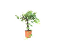 GROW by OBI Vínna réva (Vitis vinifera), kv. cca 15 l