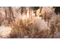 Bondecor Obraz, tlačené plátno Kvetina 80 x 150 cm