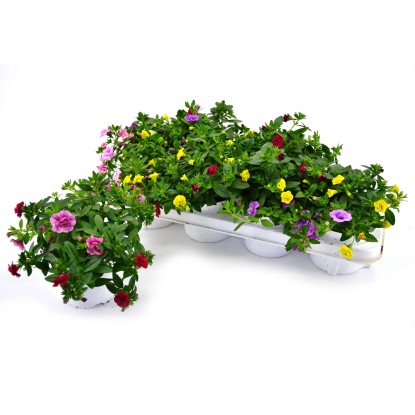 GROW by OBI Minipetúnia (Calibrachoa hybride) "Trio" rôzne farby pr. 13 cm