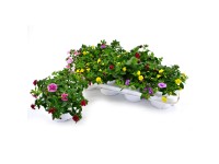 GROW by OBI Minipetúnia (Calibrachoa hybride) 