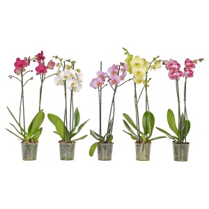 Rôznofarebné motýlie orchidey (Phalaenopsis) v 12 cm kvetináči.