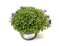 GROW by OBI Tarička gracilis (Aubrieta gracilis) výška cca 22 cm