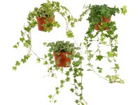 GROW by OBI Brečtan popínavý (Hedera helix) rôzne druhy, výška 20 cm, pr. 13 cm