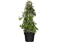 GROW by OBI Mučenka modrá (Passiflora caerulea) výška 40-60 cm, pr. cca 17 cm