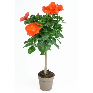 Ibištek na kmienku (cca 100 cm) s oranžovými kvetmi v kvetináči.
