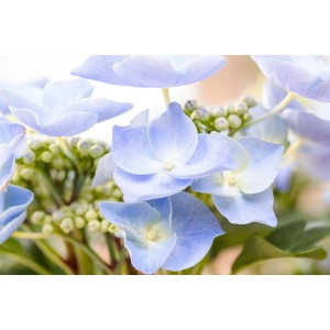 Detail modrej hortenzie (Hydrangea Macrophylla) s jemnými okvetnými lístkami.