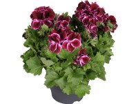 Muškát veľkokvetý 