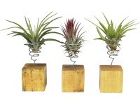 Aranžmán tillandsií (Tillandsia ionantha) na drevenom bloku, pr. cca 8 cm