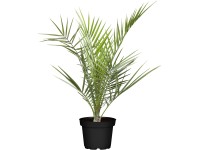 Datľovník kanársky priemer kvetináča cca 19 cm Phoenix canariensis