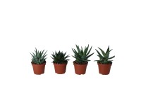 Aloe aristata, rôzne druhy, výška cca 10-15 cm, pr. kv. cca 10,5 cm