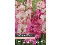 Royal De Ree Holland Kvetinové cibuľky Mečíky 