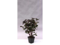 Tavoľa kalinolistá (physocarpus opulifolius) All Black Tavoľa kalinolistá (physocarpus opulifolius) All Black