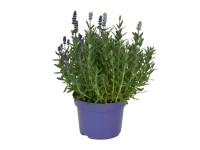 Levanduľa úzkolistá (Lavandula angustifolia) 