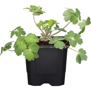 Orlíček Biedermeier v kvetináči, zelené listy. GROW by OBI Aquilegia.