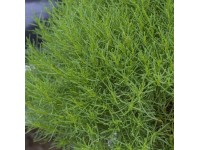 Olivová tráva 