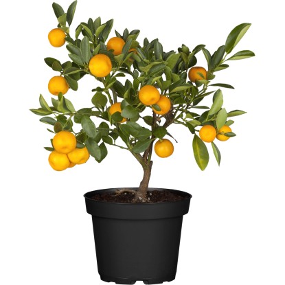 OBI Citrus krík "Calamondin" priemer kvetináča cca 14 cm Citrus