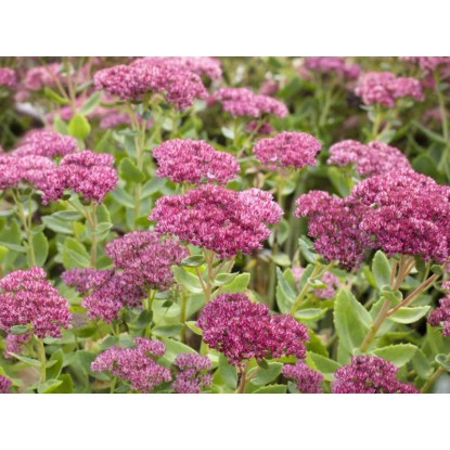 OBI Rozchodník vzpriamený "Herbstfreude" ružový priemer kvetináča cca 9 cm x 9 c