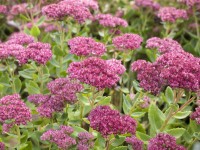 OBI Rozchodník vzpriamený 