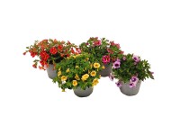 GROW by OBI Minipetúnia (Calibrachoa hybride) rôzne farby pr. kvetináča 13 cm