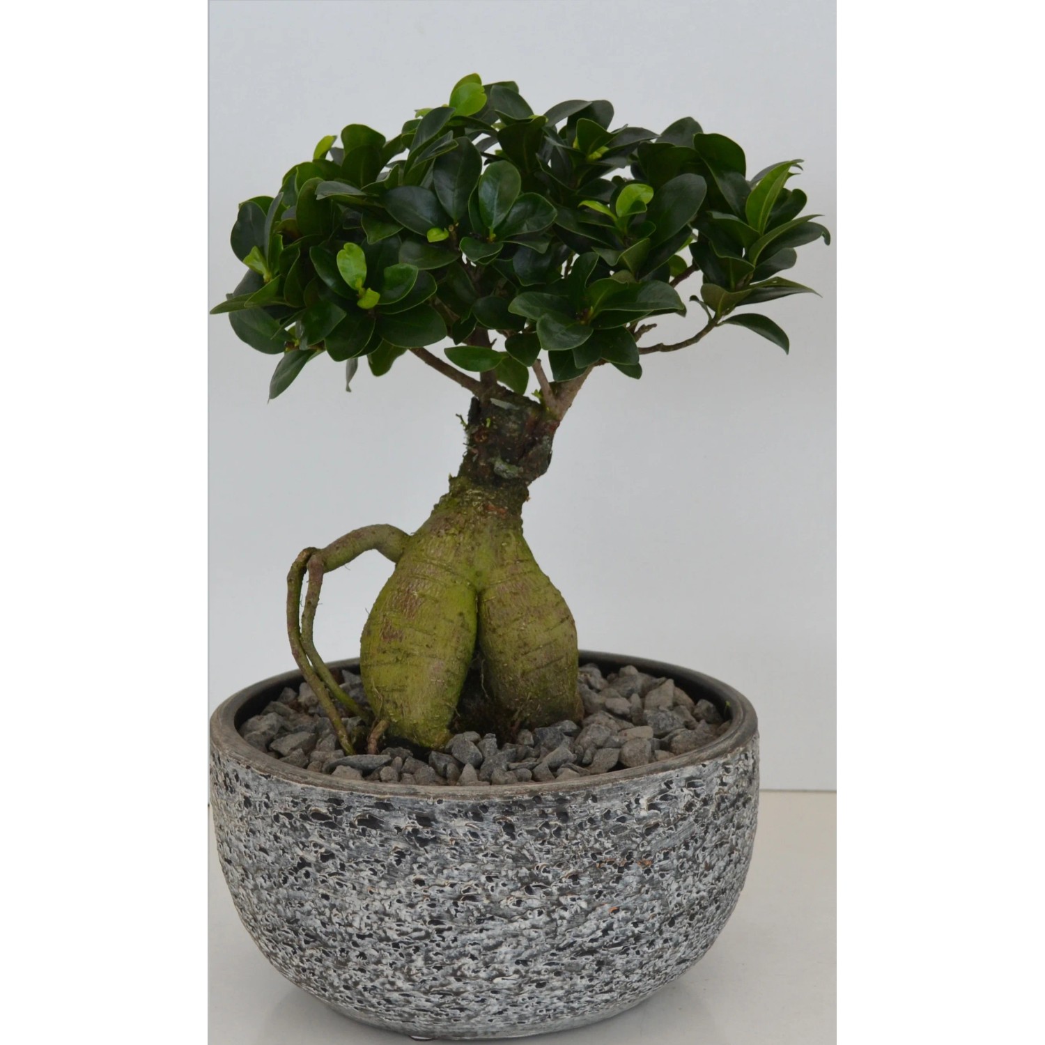 Bonsaj Ficus Ginseng v keramickom kvetináči, pr. kvetináča cca 24 cm