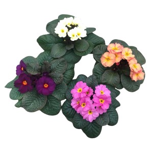GROW by OBI Prvosienky Obsidian, rôzne farby v kvetináči, cca 12 cm Ø. Prvosienky do záhonov, balkónov a kvetináčov.