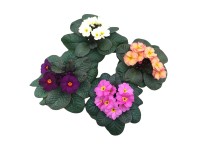 GROW by OBI Prvosienka bezlodyžná (Primula vulgaris) 