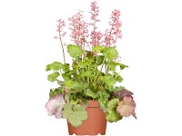 GROW by OBI Dlžicha GROW by OBI Dlžicha