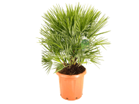 GROW by OBI Žumara nízka (Chamaerops humilis) výška 60-80 cm
