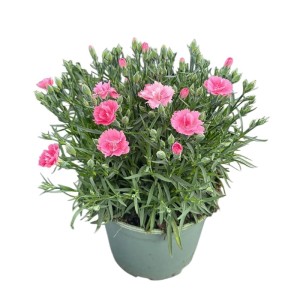 Zmes záhradných klinčekov v kvetináči, ružové kvety, výška 35 cm, Dianthus caryophyllus.