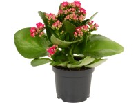 Kalanchoe Blossfeldova 