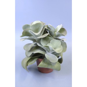 GROW by OBI Púštny kel (Kalanchoe Thyrsiflora) v kvetináči, sivozelené listy s červenkastým okrajom.