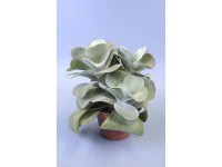 GROW by OBI Kalanchoa priemer kvetináča cca 12 cm (Kalanchoe thyrsiflora)