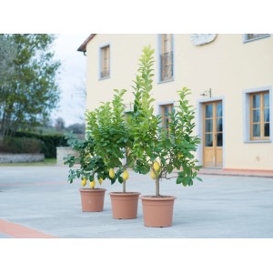 Tri citrusové kríky (Citrus mitis) v kvetináči, rôzne odrody, na terasu a do interiéru.