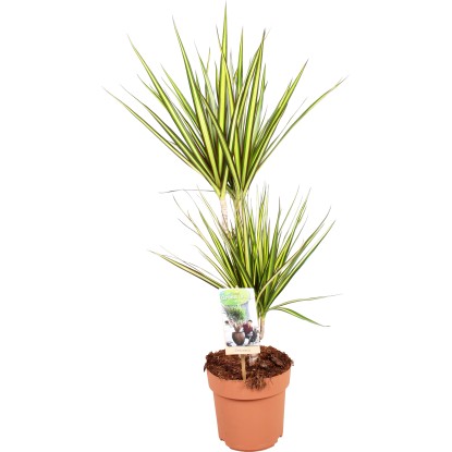 Dracéna lemovaná priemer kvetináča cca 17 cm Dracaena marginata