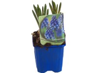 Modrica (Muscari) Ø kvetináča cca 7 cm modrá