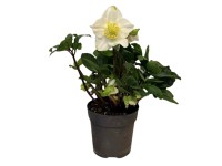 Čemerica čierna (Helleborus niger) 