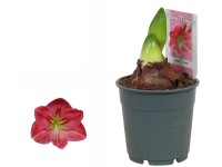 Hviezdnik (Hippeastrum hybride), ružová, pr. 12 cm