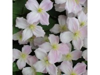 Plamienok (Clematis Montana) 