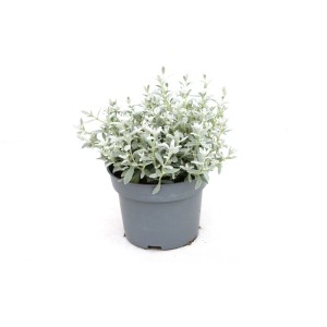 Cerastium tomentosum v kvetináči, odolná trvalka do záhrady.
