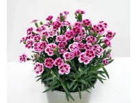 MONTANO Hvozdík (Dianthus) MONTANO Hvozdík (Dianthus)