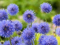 OBI Pavinec modrý priemer kvetináča cca 9 cm x 9 cm