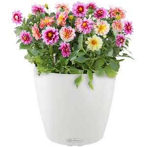 Lechuza Classico Color 18, biely kvetináč s farebnými georgínami, Ø 18 cm.