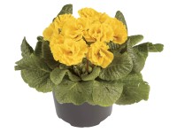 Prvosienka plnokvetá (Primula), rôzne farby, pr. cca 10 cm