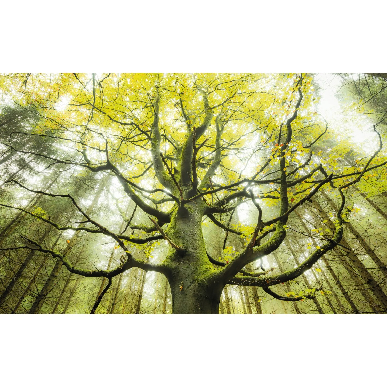 E-shop Komar Vliesová fototapeta Der Traumbaum 450 x 280 cm